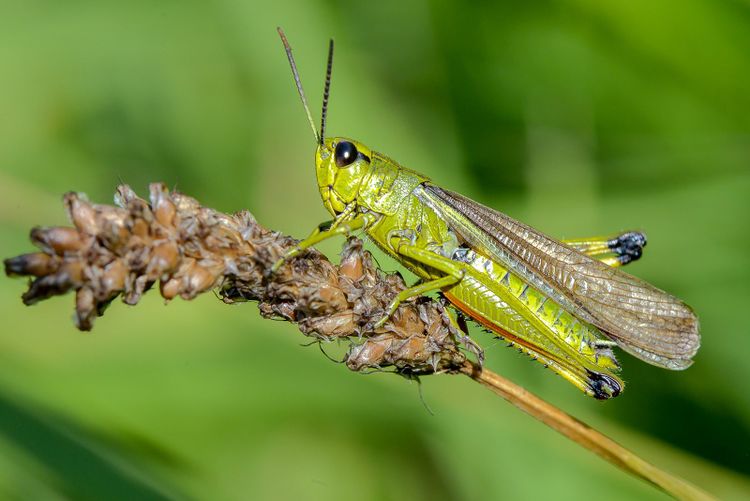 Protocole orthoptères