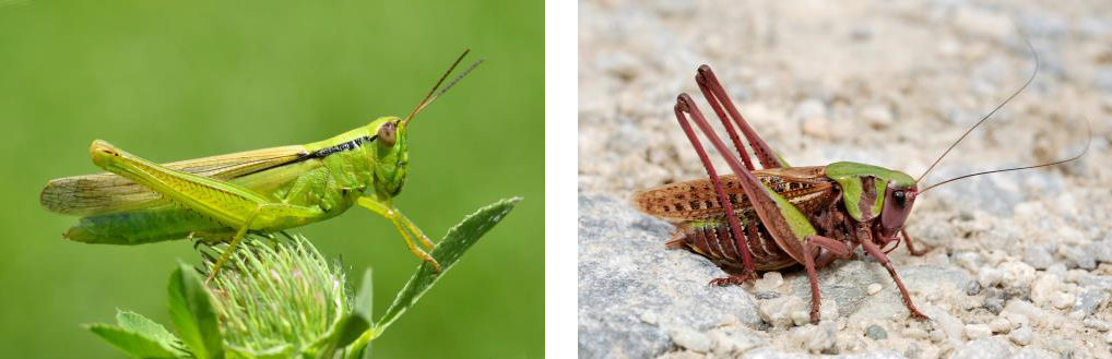 orthopteres